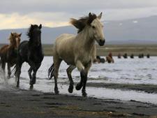 Iceland-Iceland Shorts-Trail of Hope - North West Explorer Autumn